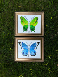 Original Butterfly Watercolor (Set of 2 Framed Paintings)